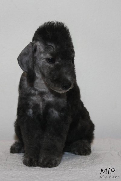 Daisy Happy Sheep.jpg